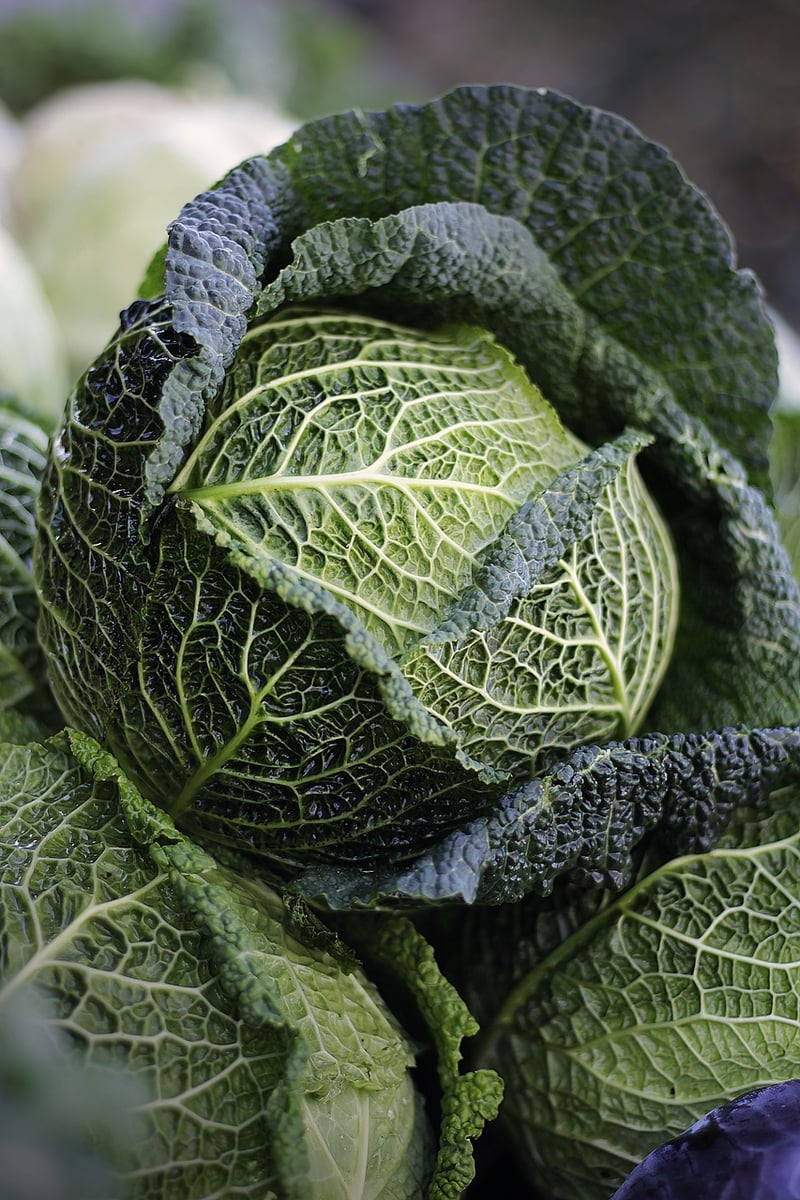 Vegetable Patch
